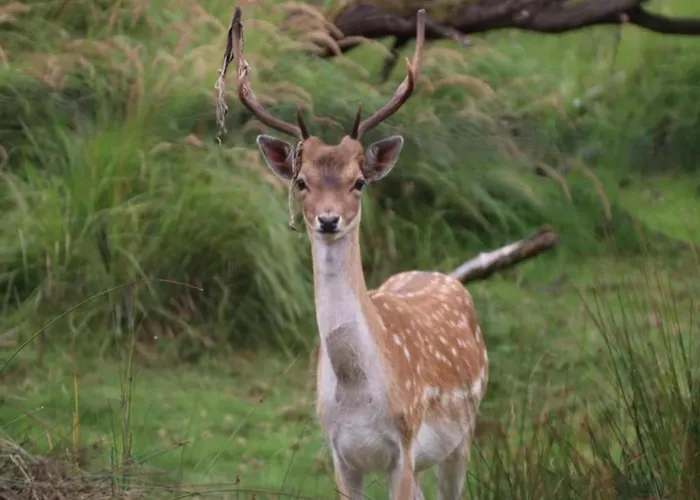 Holiday home Charming Garden Retreat *