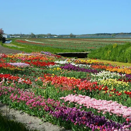 Fresh And Colorful Near The Sea Dunes And 노르트바이커하우트