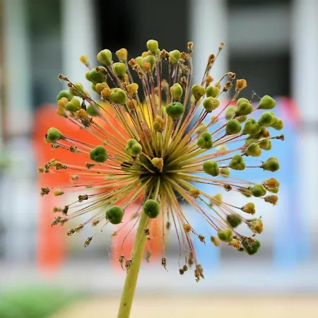 Fresh And Colorful Near The Sea Dunes And * 노르트바이커하우트
